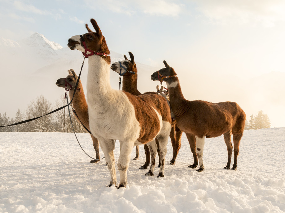 © Montafon Tourismus GmbH, Andreas Haller