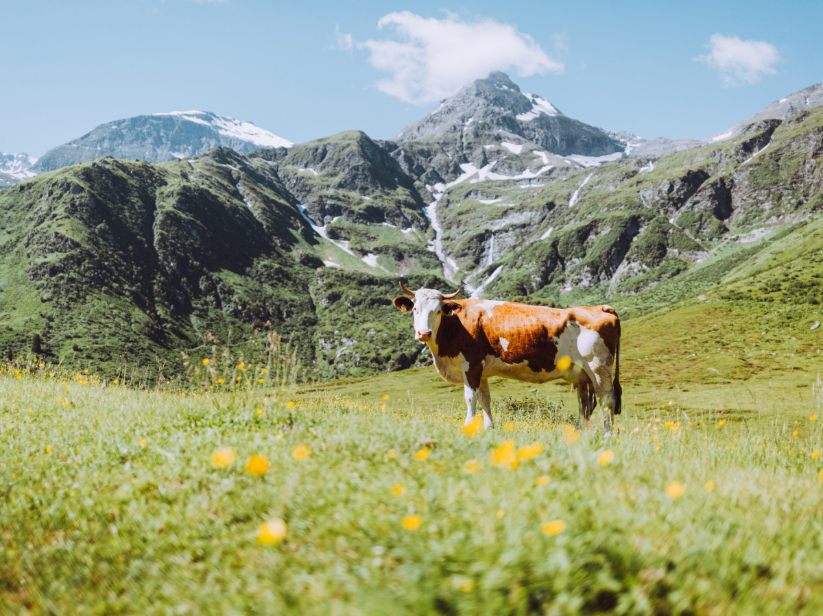 © SalzburgerLand Tourismus Kuh steht auf einer blühenden Almwiese vor grünen Berghängen und schneebedeckten Gipfeln.