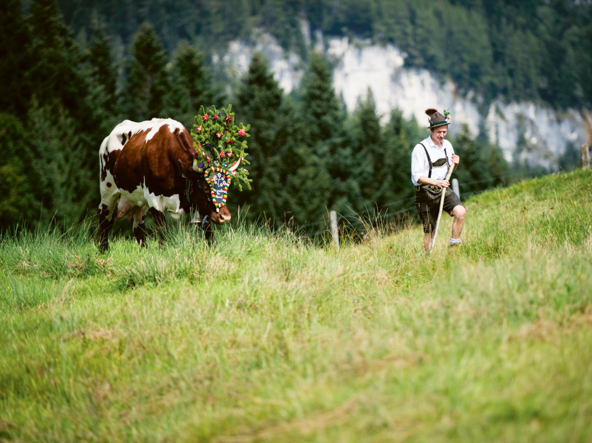 © SalzburgerLand Tourismus Geschmückte Kuh und Bauer in Tracht beim Almabtrieb beim Bauernherbst in Lofer.
