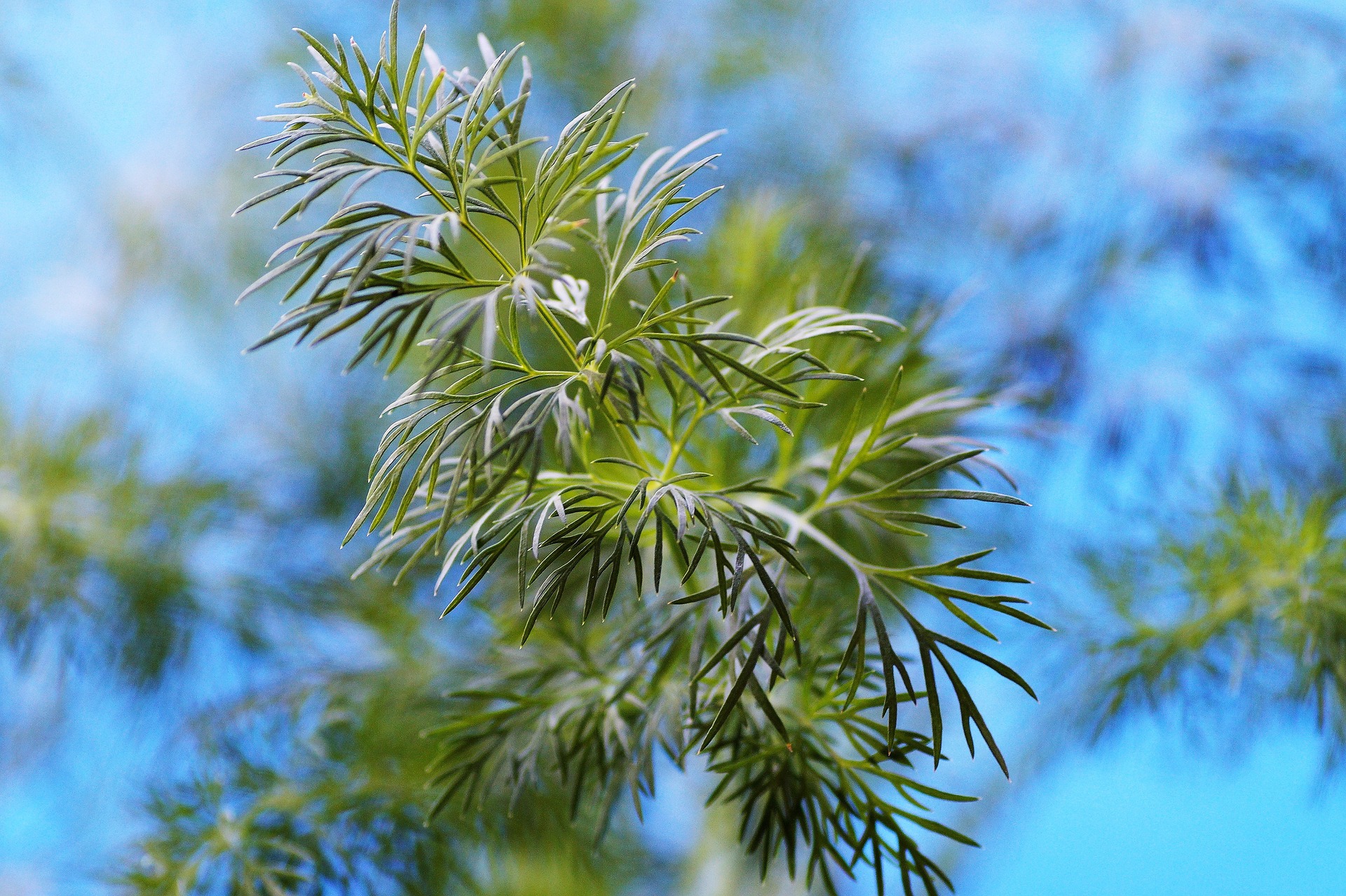 Dill Dill
