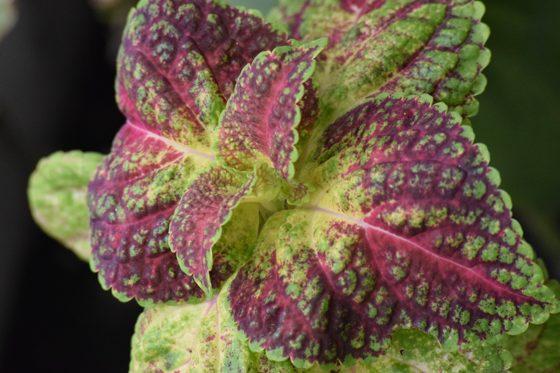 Shiso Shiso